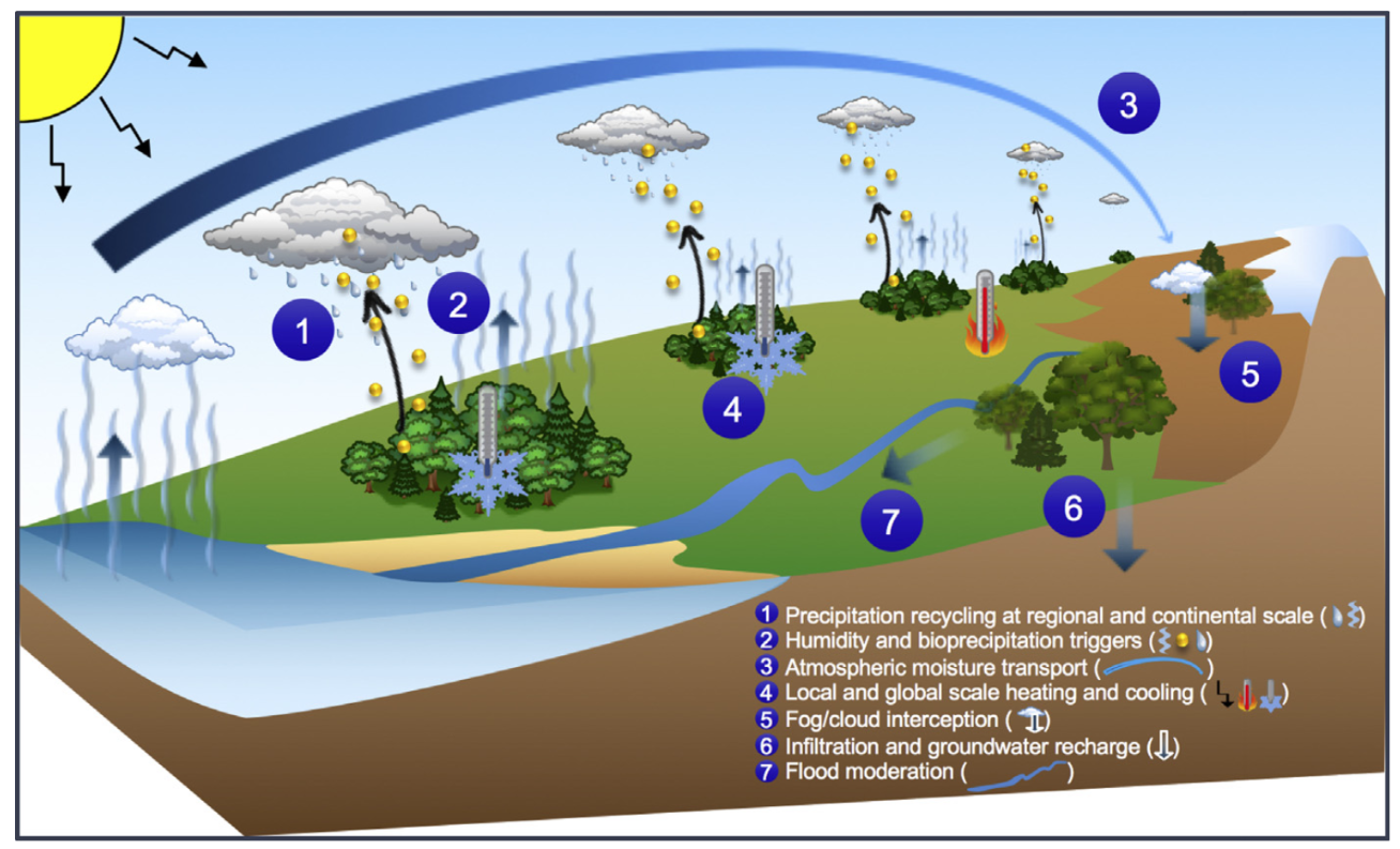 Trees, forests and water: Cool insights for a hot world