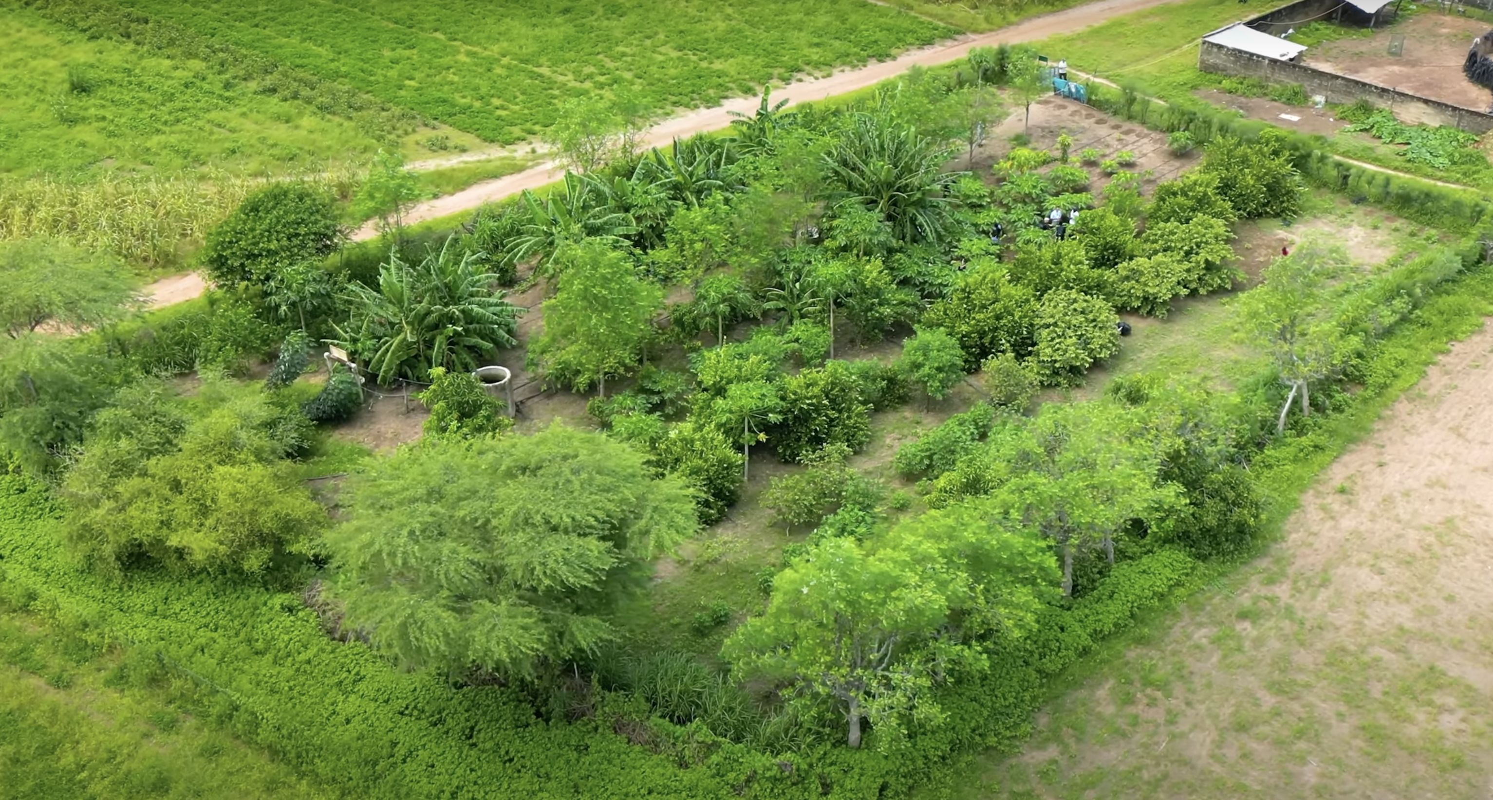 How 8,000 Food Forests Grew Africa’s Great Green Wall